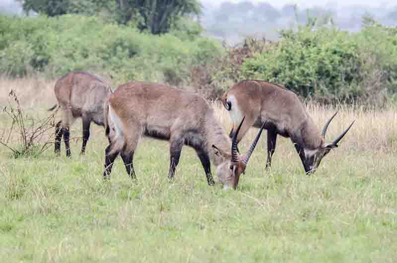 138 - Antilopes De Agua - parque nacional Queen Elizabeth - Uganda